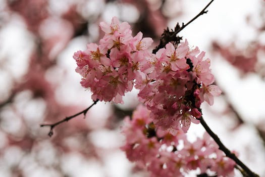 Delicate pink cherry blossoms in full bloom, capturing the essence of spring.