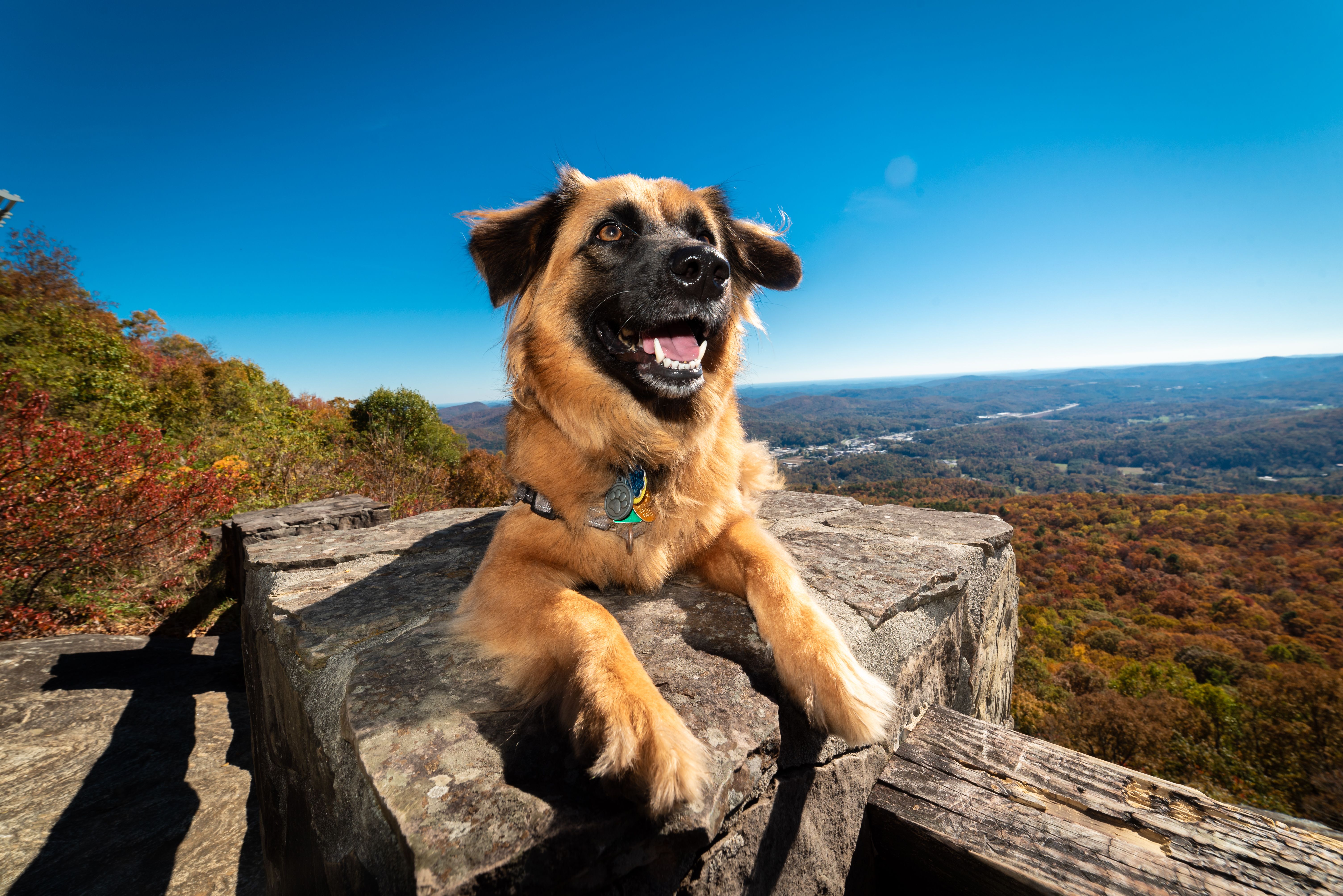 Pets pet insurance coverage