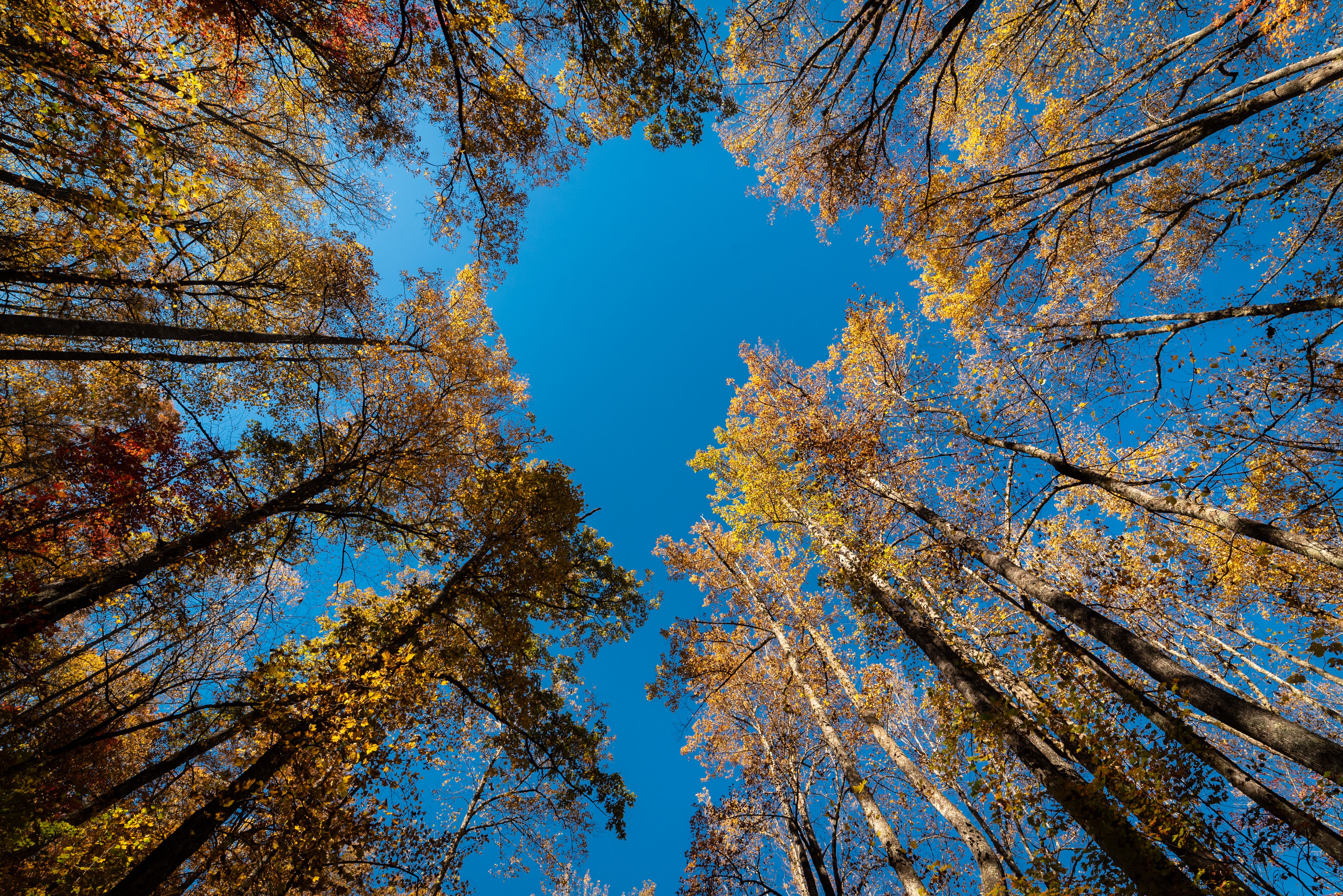 Autumn Trees in Black Rock Mountain State Park · Free Stock Photo