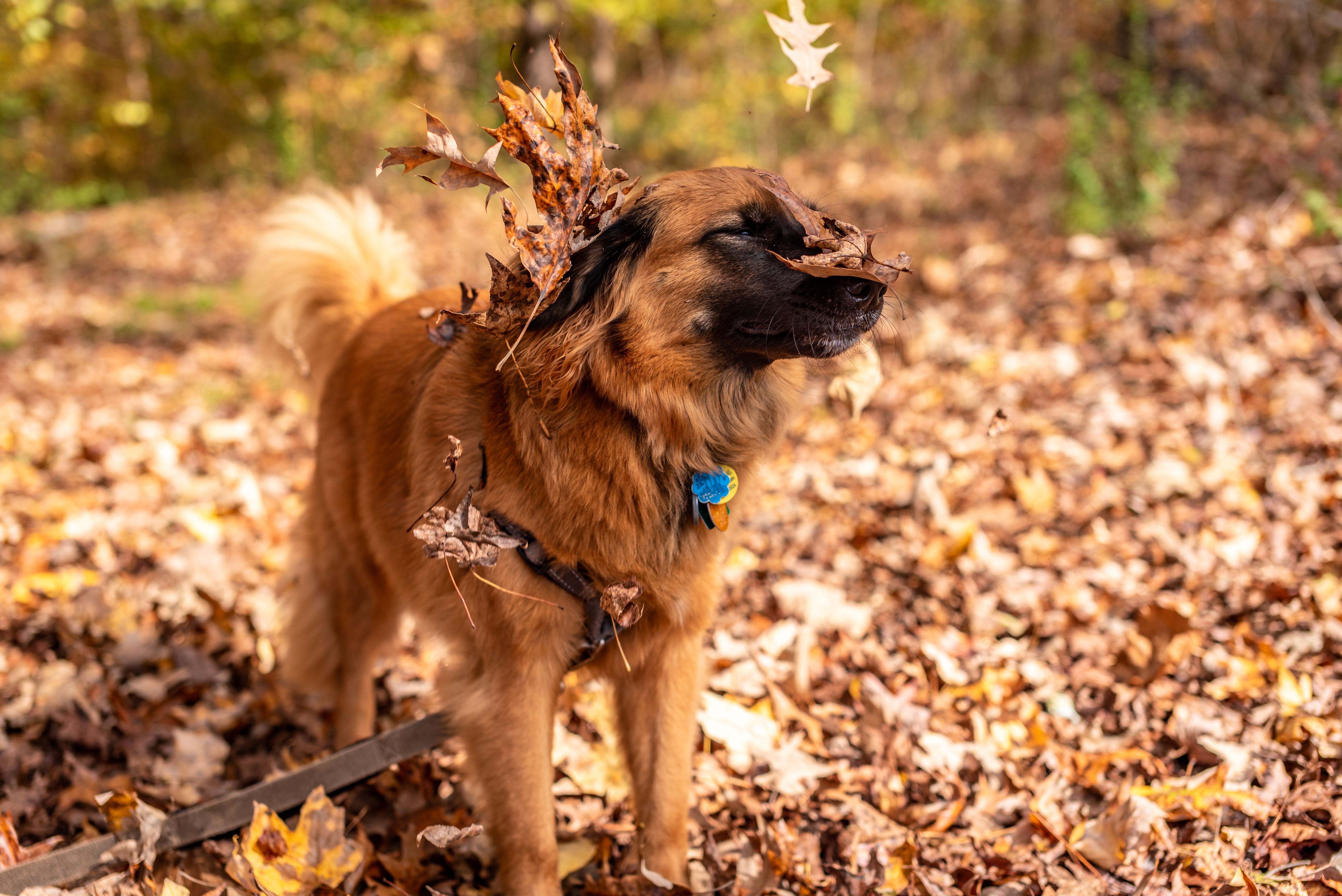 A playful dog covered in autumn leaves in a Georgia forest, enjoying fall outdoors.
