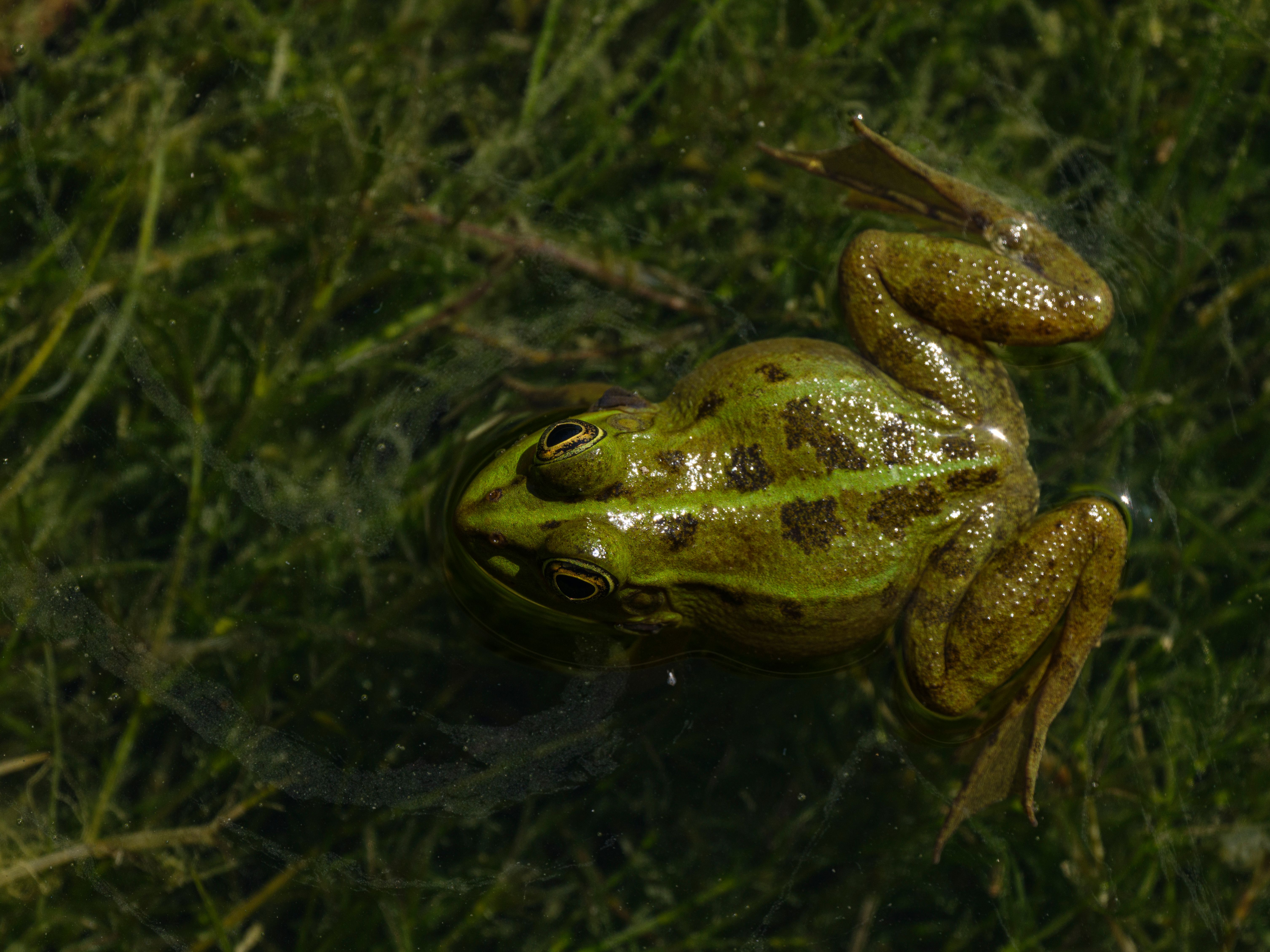 Swimming Frog Photos, Download The BEST Free Swimming Frog Stock Photos ...