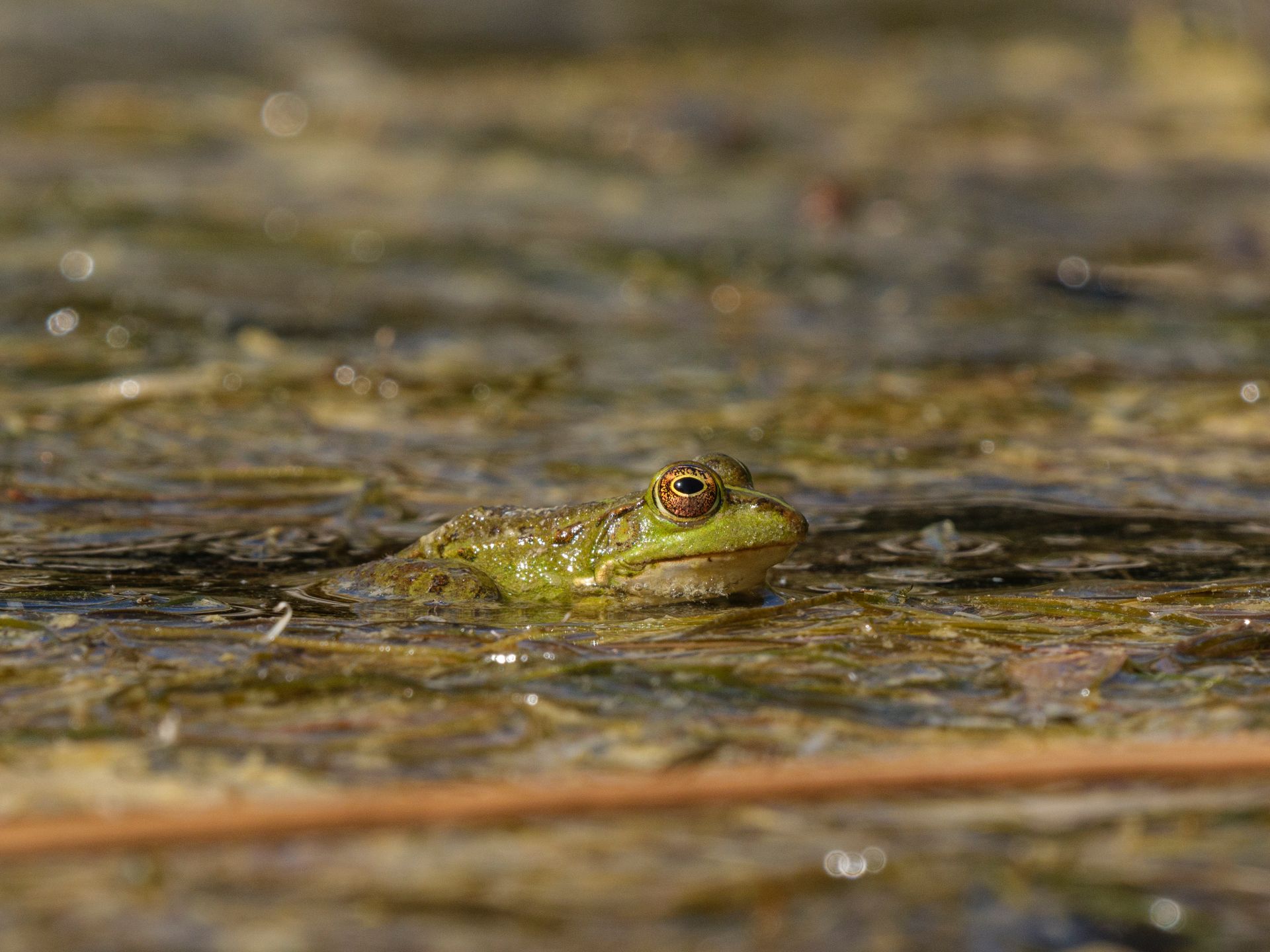 Green frog resting in a pond surrounded by algae, highlighting aquatic wildlife in a natural habitat.