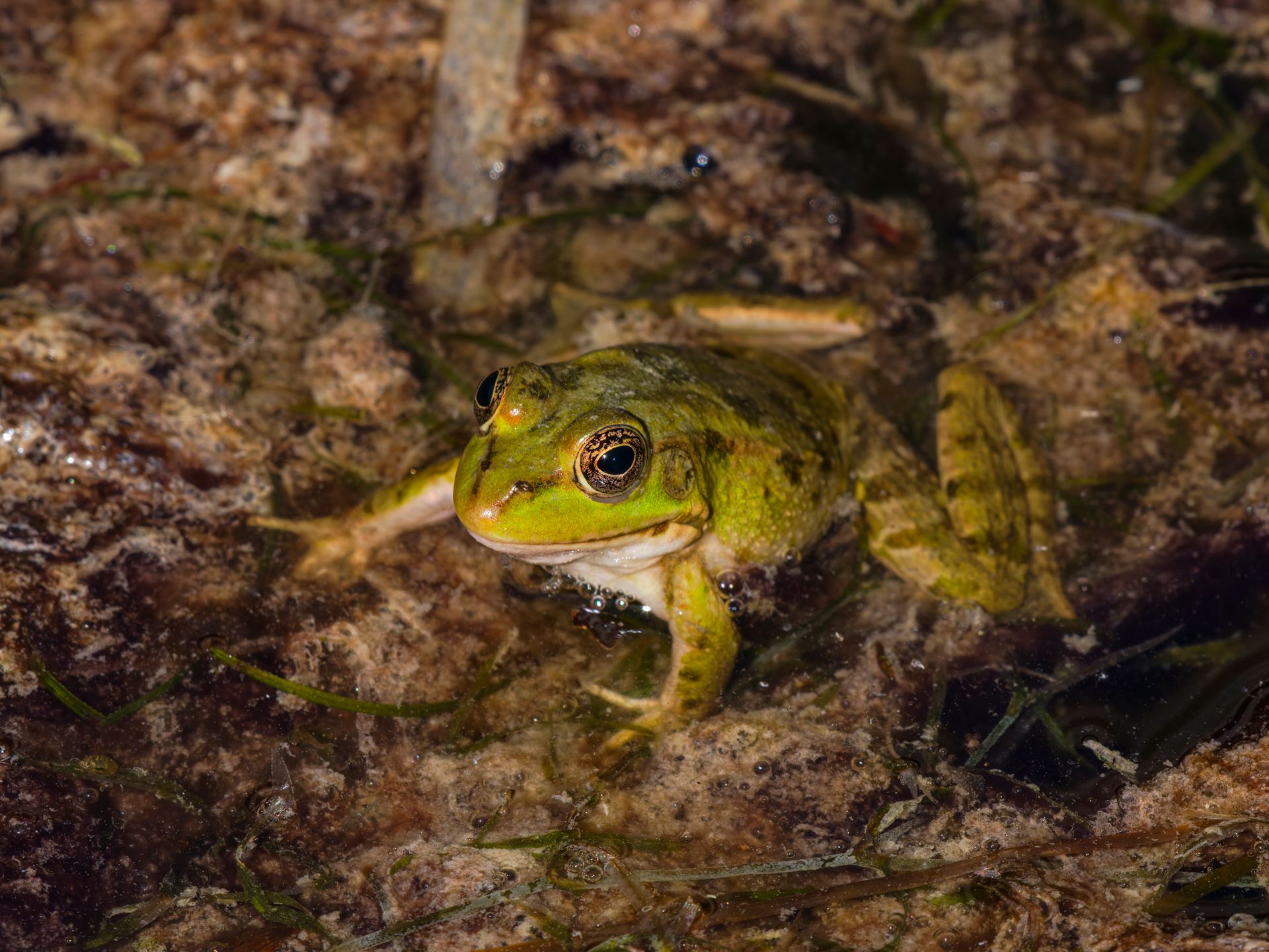 Close-up of a green frog in its natural aquatic habitat, showcasing vibrant colors and biodiversity.