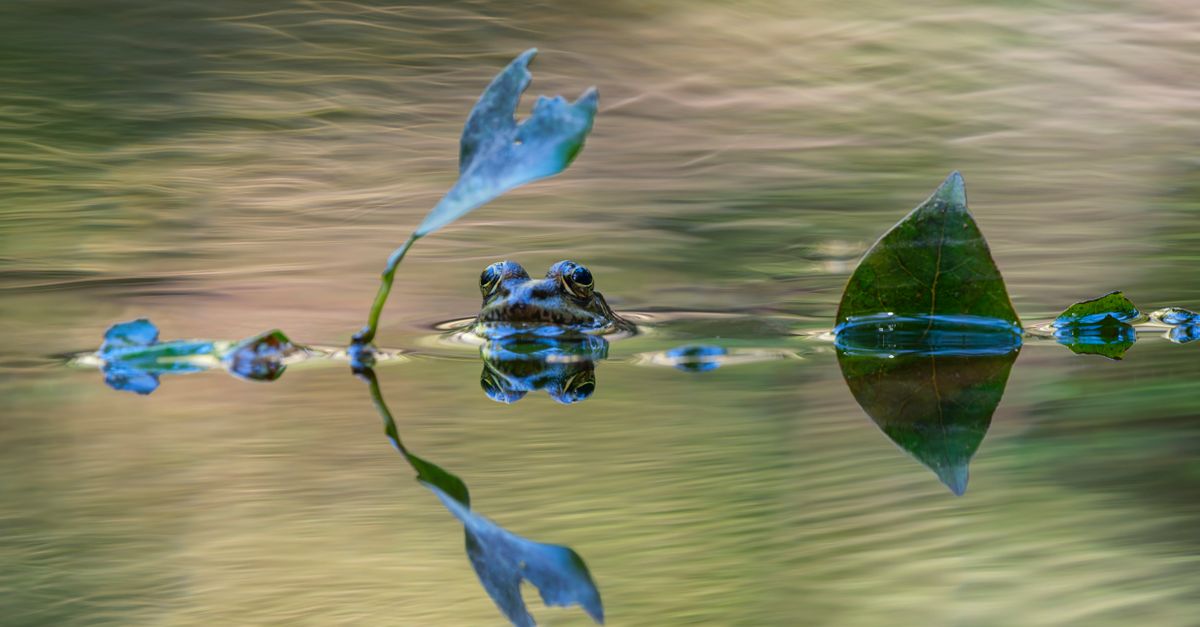 Frog View Building Frog's Eye View: An Aquatic Encounter · Free Stock Photo