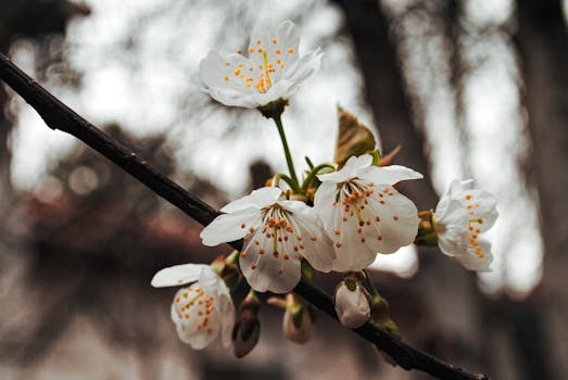 Macro shot of cherry blossoms blooming in spring with soft background in Eskişehir, Türkiye.