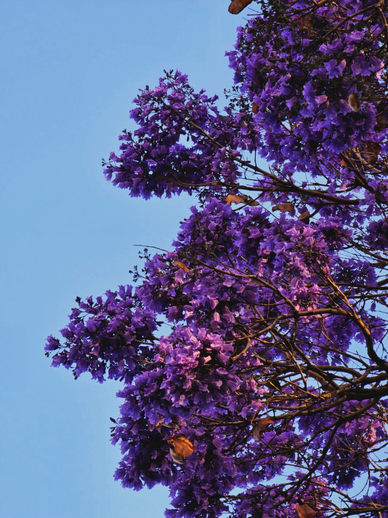 Jacaranda Tree