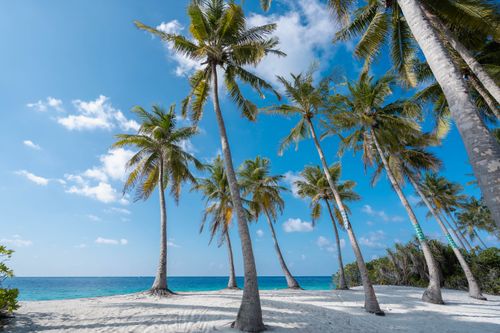 Free Stunning tropical beach scene with palm trees and clear blue skies in Fuvahmulah, Maldives. Stock Photo