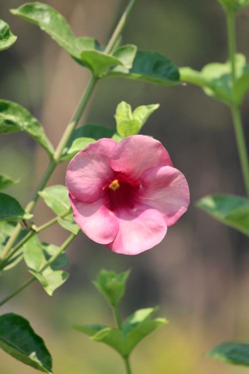 Free Close-up of a vibrant pink Allamanda flower blooming in a sunny outdoor setting. Stock Photo