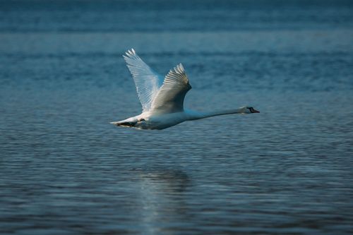 Free A majestic swan gliding over calm waters, showcasing its elegant wings and long neck. Stock Photo