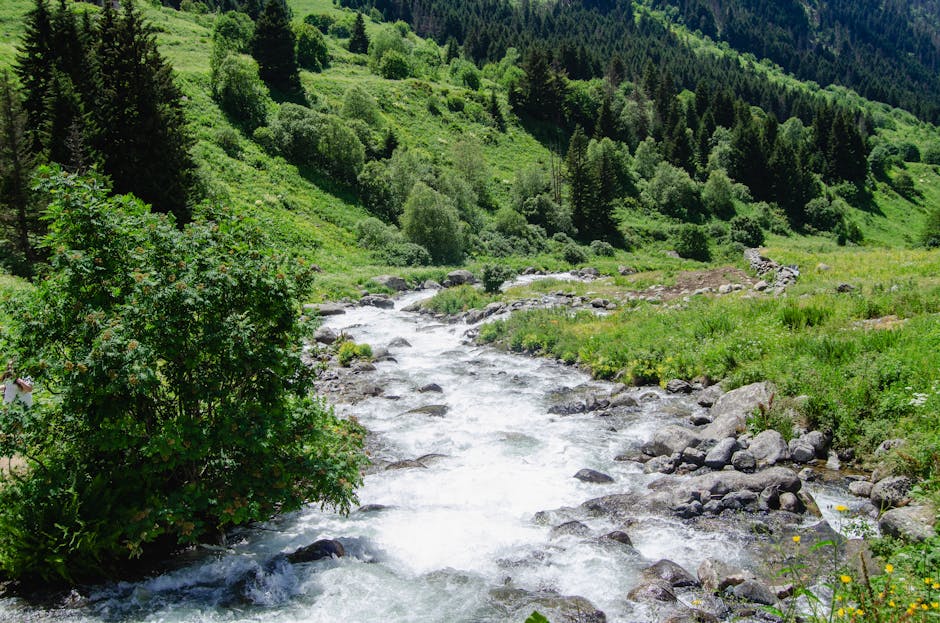 A vibrant mountain stream flows through a lush green forest, offering a serene natural landscape.