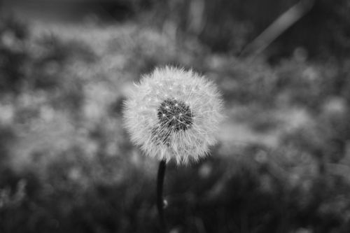 Free A close-up black and white photo of a dandelion seed head in a tranquil outdoor setting. Stock Photo