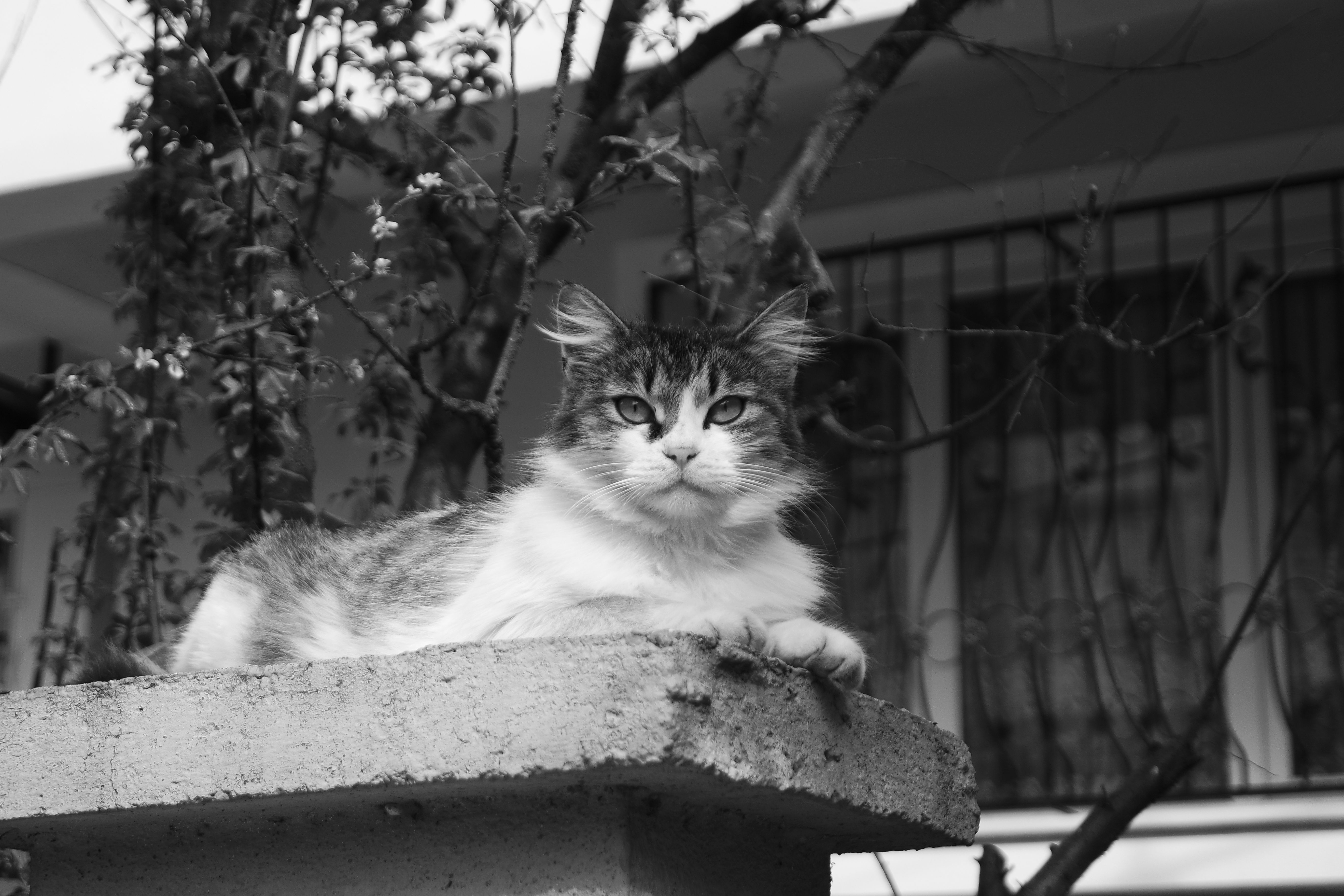Black and White Urban Street Scene with Cat and Pedestrian · Free Stock ...
