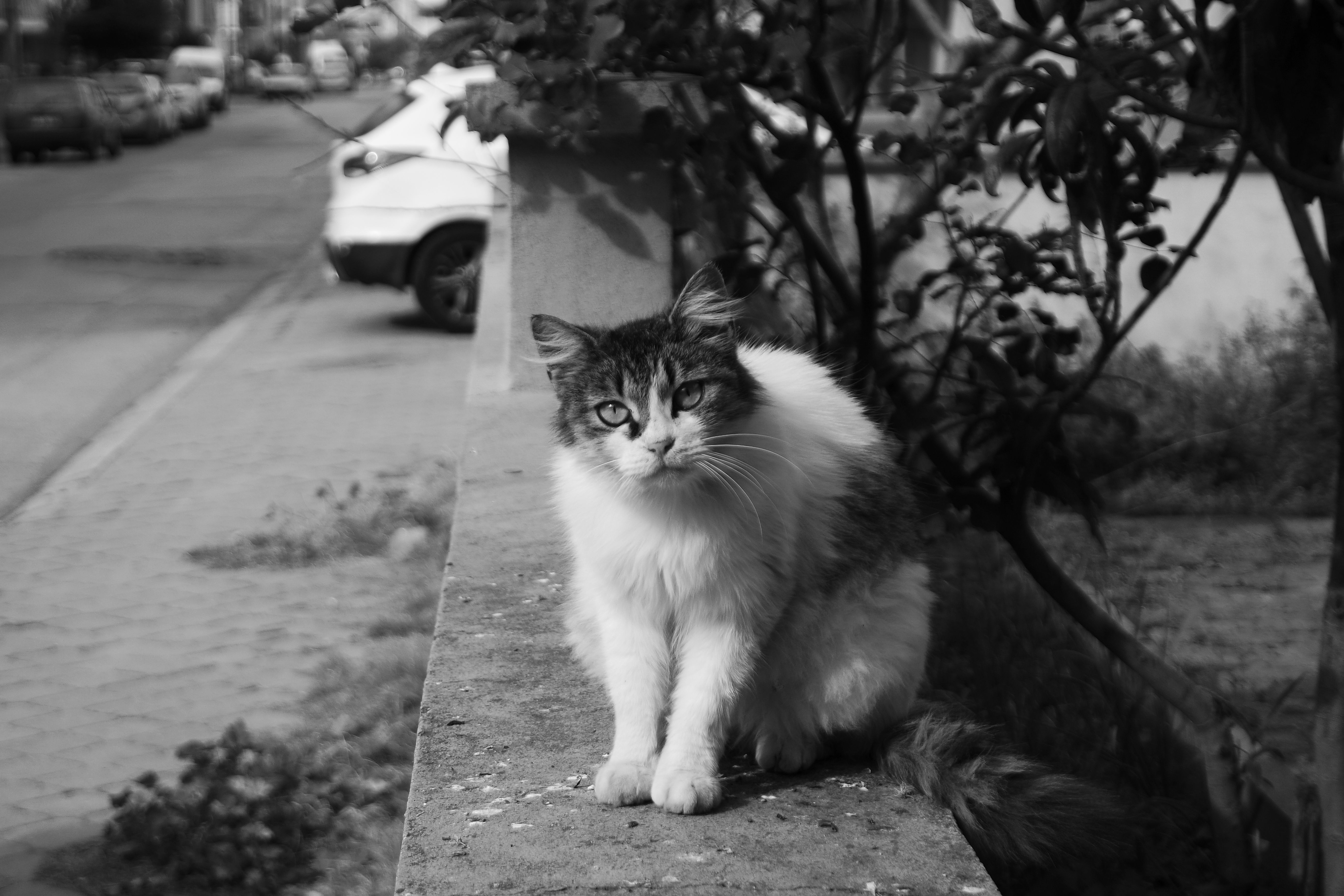 Black and White Street Cat Portrait · Free Stock Photo