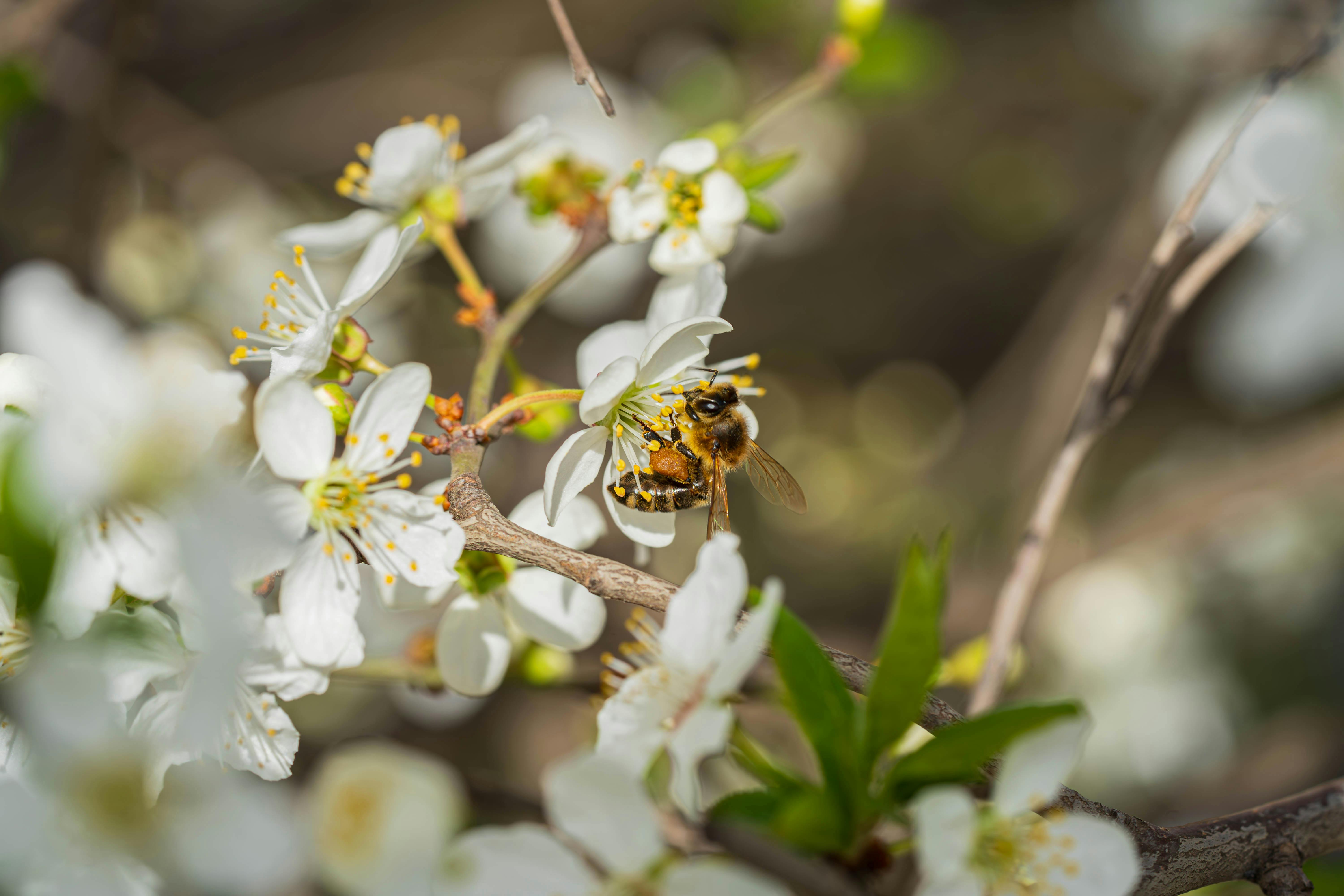 A bee collecting pollen from blooming cherry blossoms on a sunny spring day.