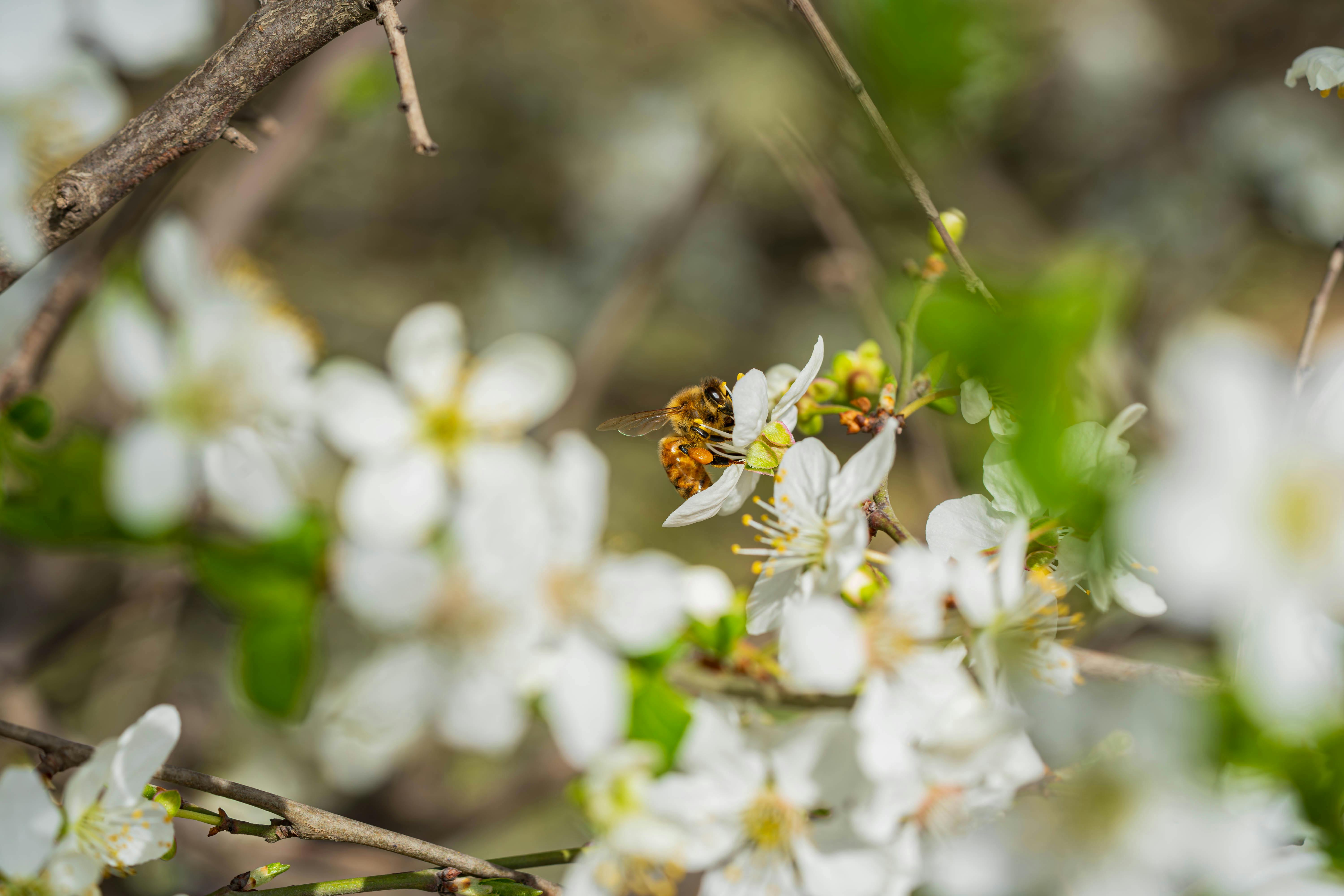 A honey bee actively pollinates vibrant white spring blossoms outdoors.