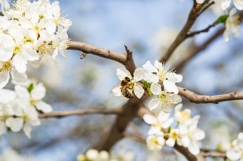 Free Close-up of a honeybee pollinating white blossoms on a sunny spring day. Stock Photo
