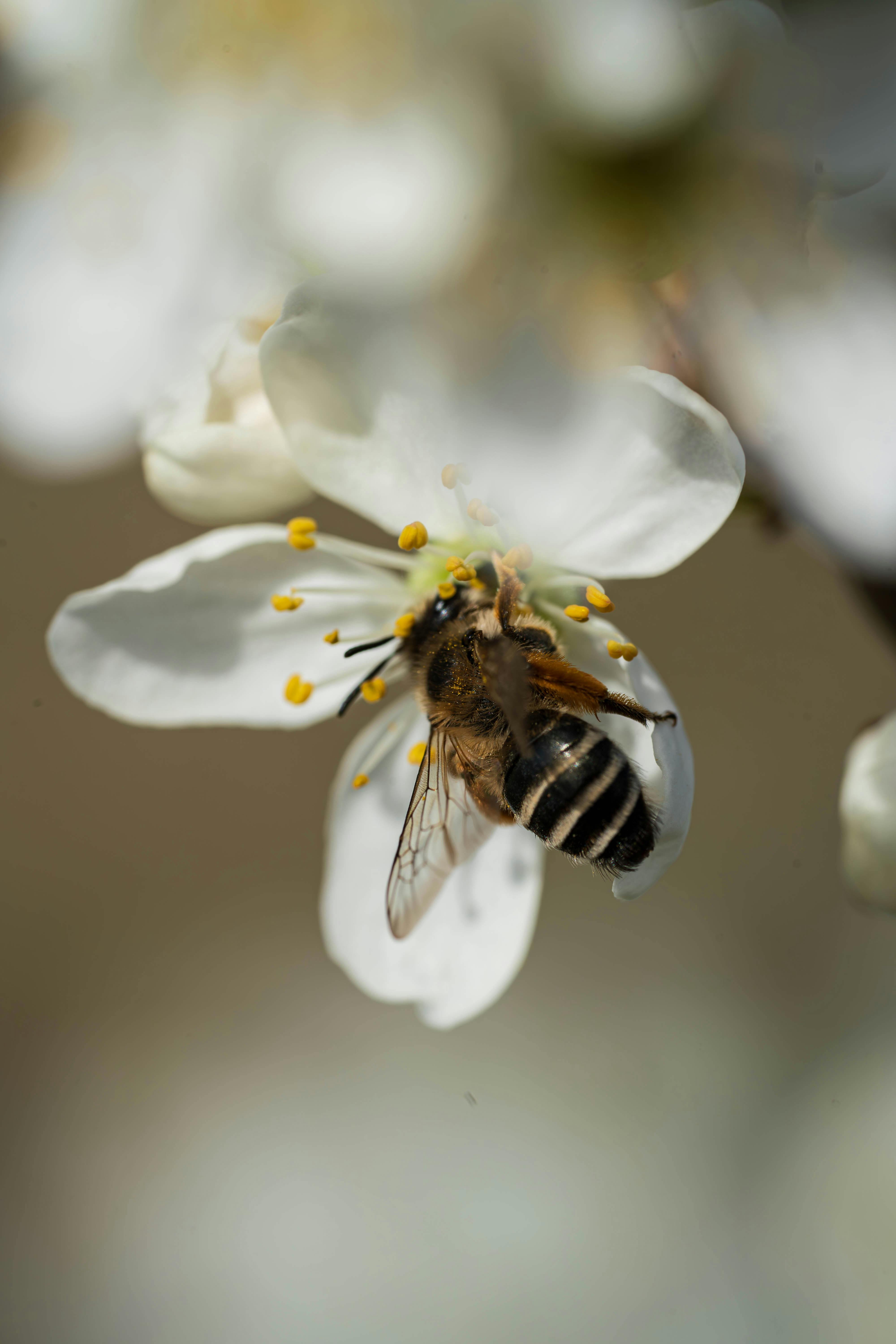 Close-up of a honey bee pollinating a white flower in springtime, showcasing nature's beauty.