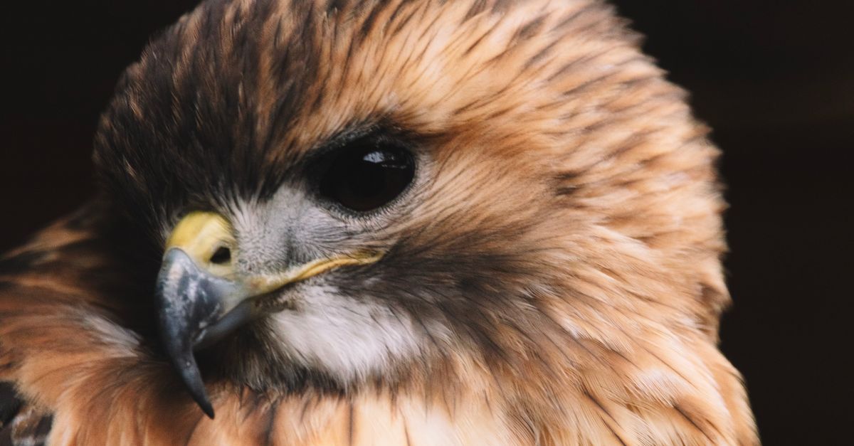 Hawk Expression Close-Up Portrait of a Majestic Red-Tailed Hawk · Free Stock Photo
