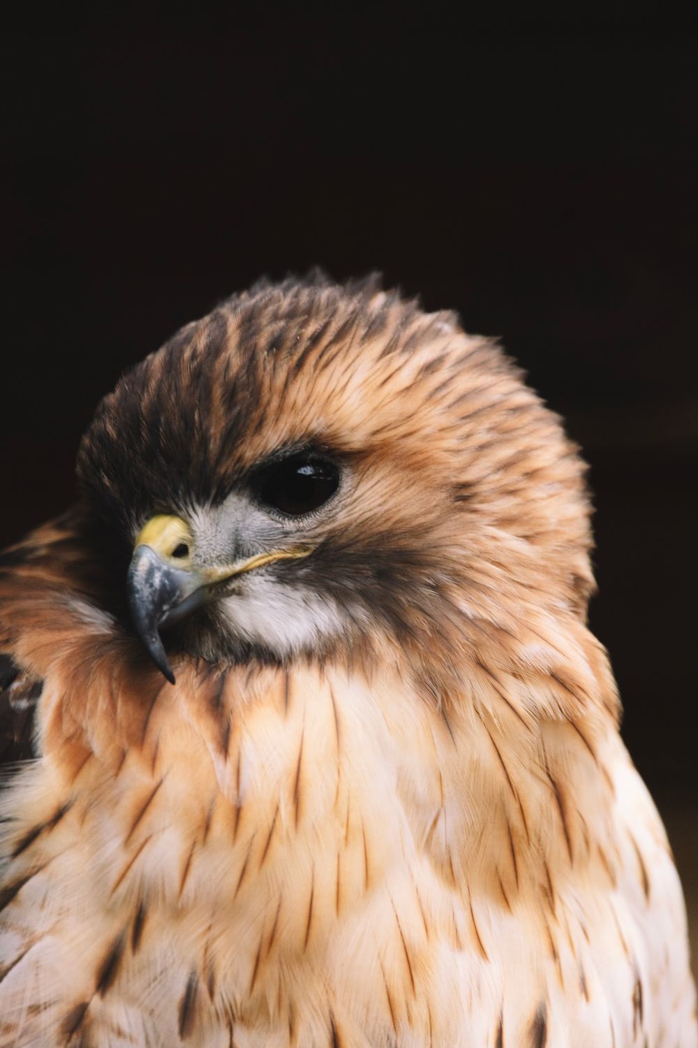 Hawk Expression Close-Up Portrait of a Majestic Red-Tailed Hawk · Free Stock Photo