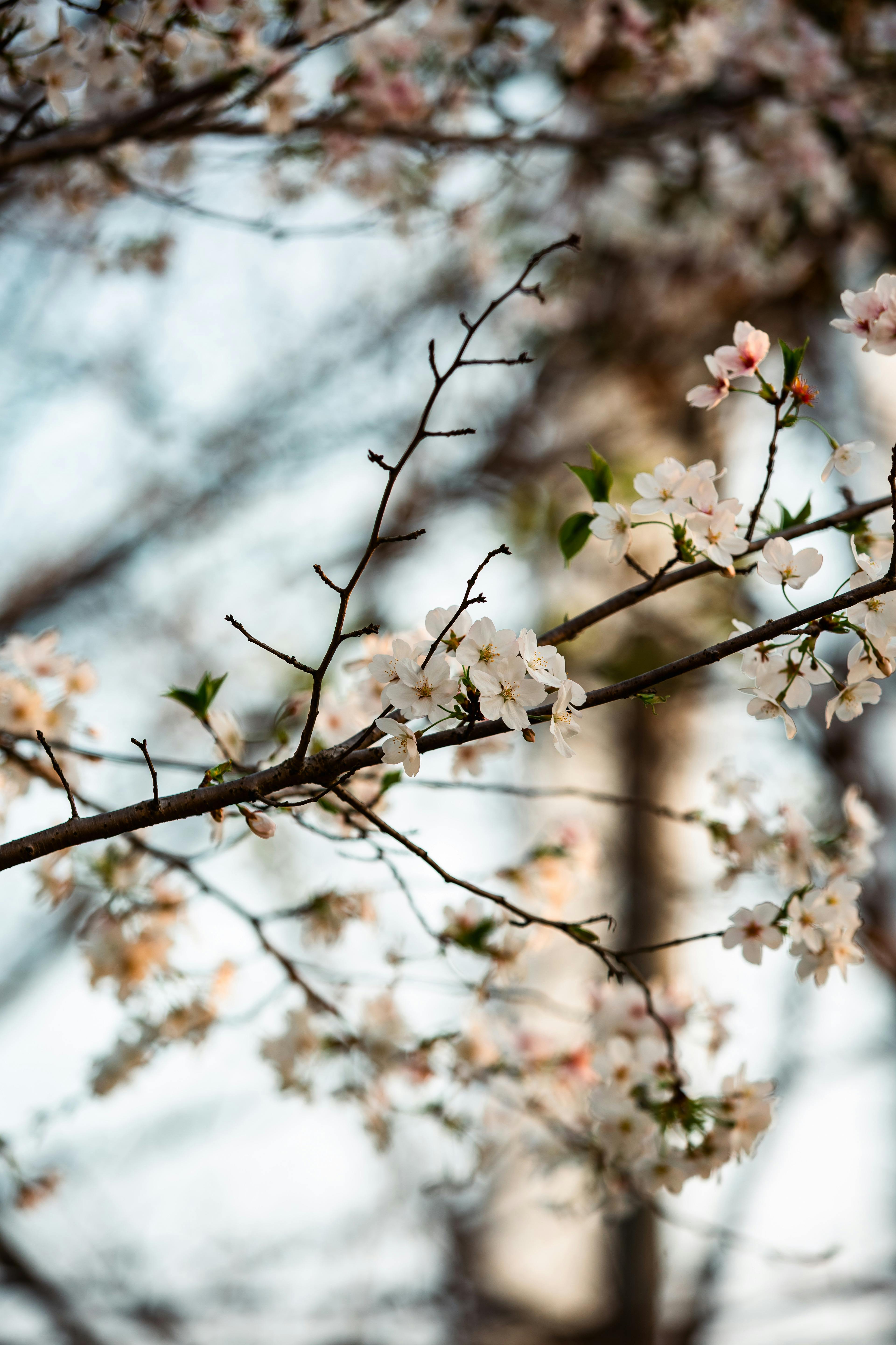 Close-up of delicate cherry blossoms in bloom during spring.
