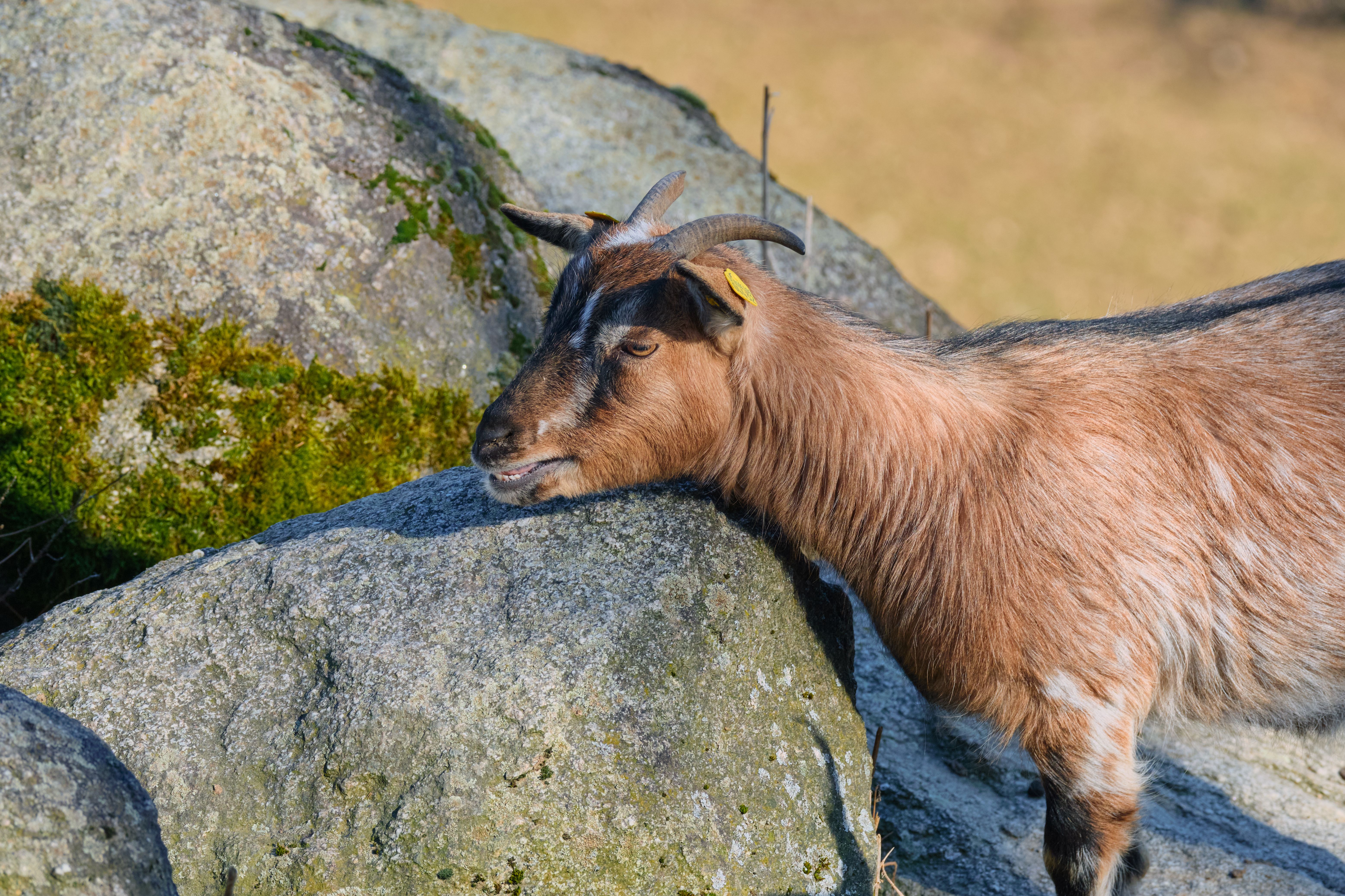 Ruminant Animal Photos, Download The BEST Free Ruminant Animal Stock ...