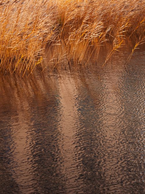 Free Golden autumn reeds reflecting in rippled water in Berlin, creating a serene nature scene. Stock Photo