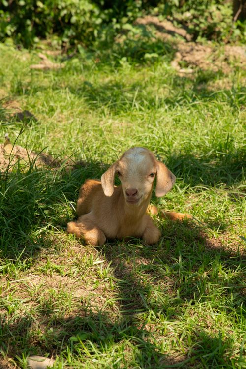Free Charming photo of a young goat lounging in a sun-drenched grassy field, embodying serenity and innocence. Stock Photo