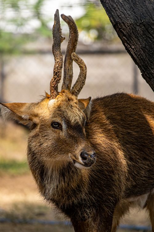Free A beautiful deer with unique antlers in its outdoor habitat, showcasing nature's wonders. Stock Photo