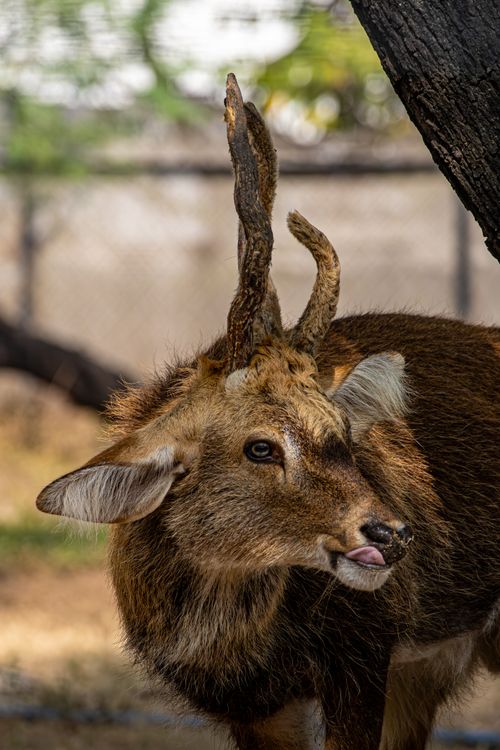 Free A brown deer with antlers in a wooded setting, captured in daylight. Stock Photo