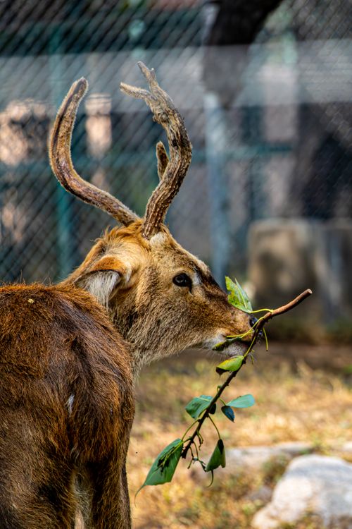 Free A detailed portrait of a deer eating leaves in a zoo setting, showcasing its impressive antlers. Stock Photo