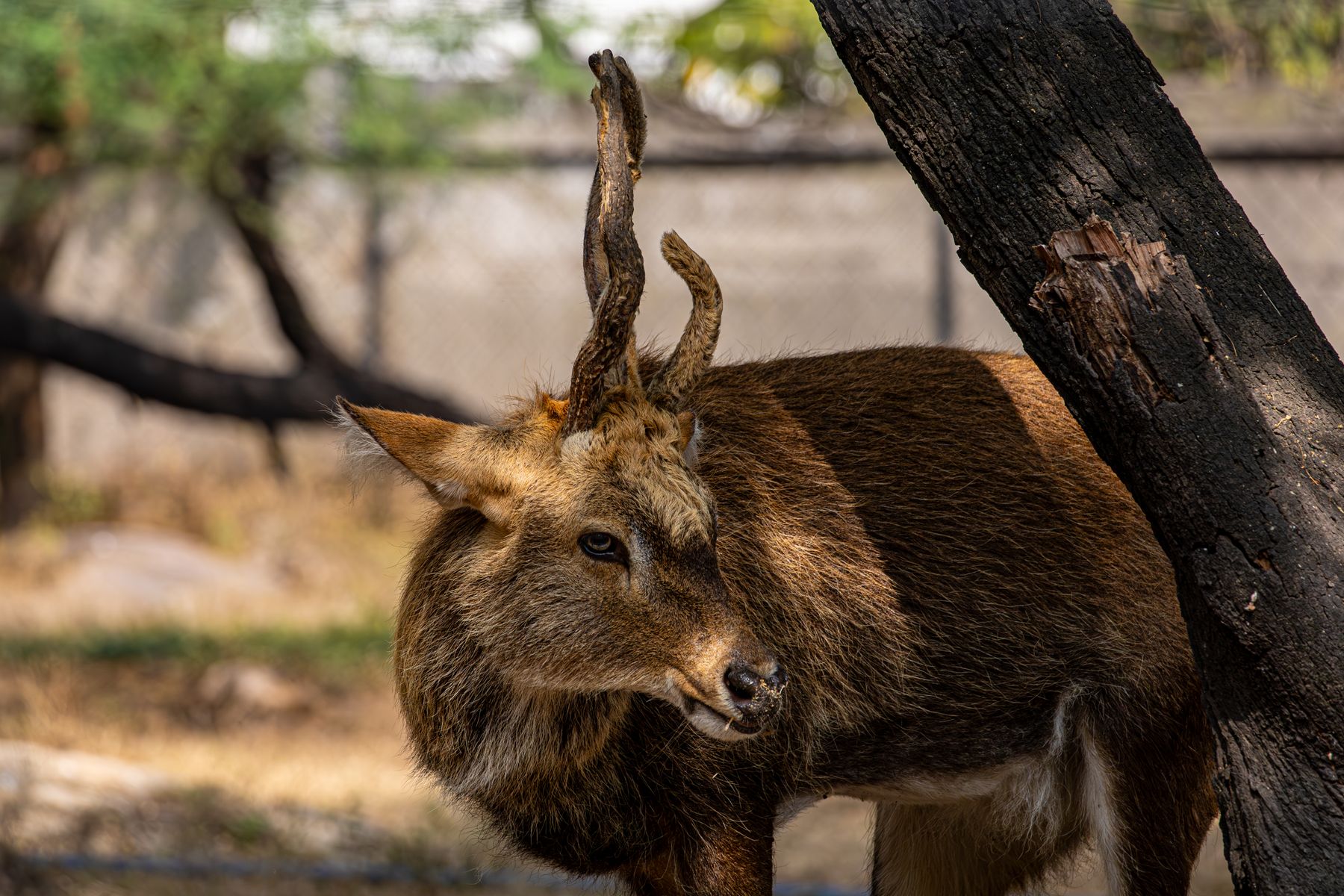 Kedarnath Wildlife Sanctuary, Garhwal — Uttarakhand