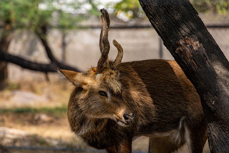 Kedarnath Wildlife Sanctuary — Wildlife destination in Uttarakhand