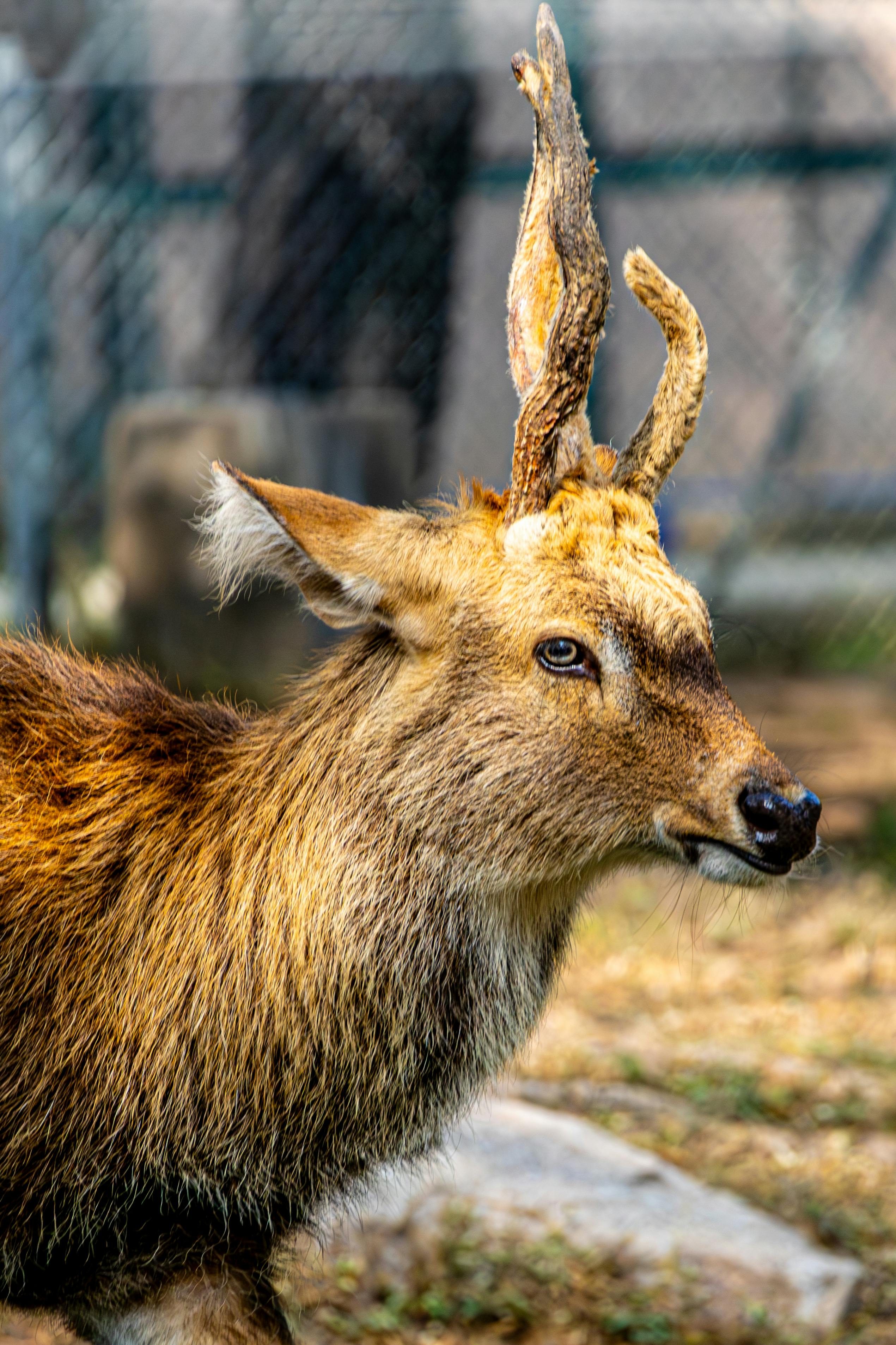 grátis Retrato detalhado de um veado rusa com chifres característicos, exibindo beleza natural em um ambiente de vida selvagem. Foto profissional