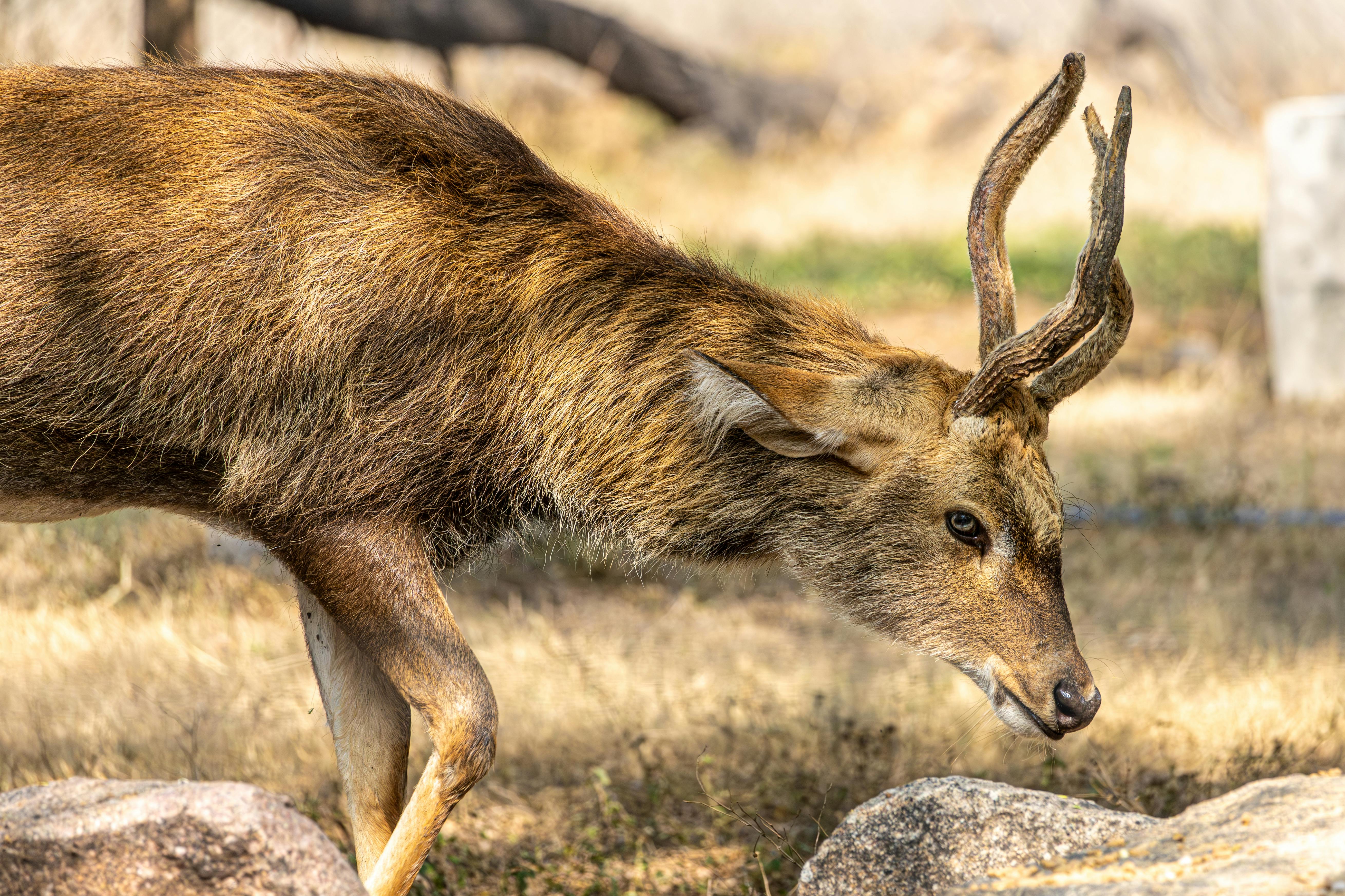 grátis Majestosos veados de chifres grandes pastando em habitat natural. Foto profissional