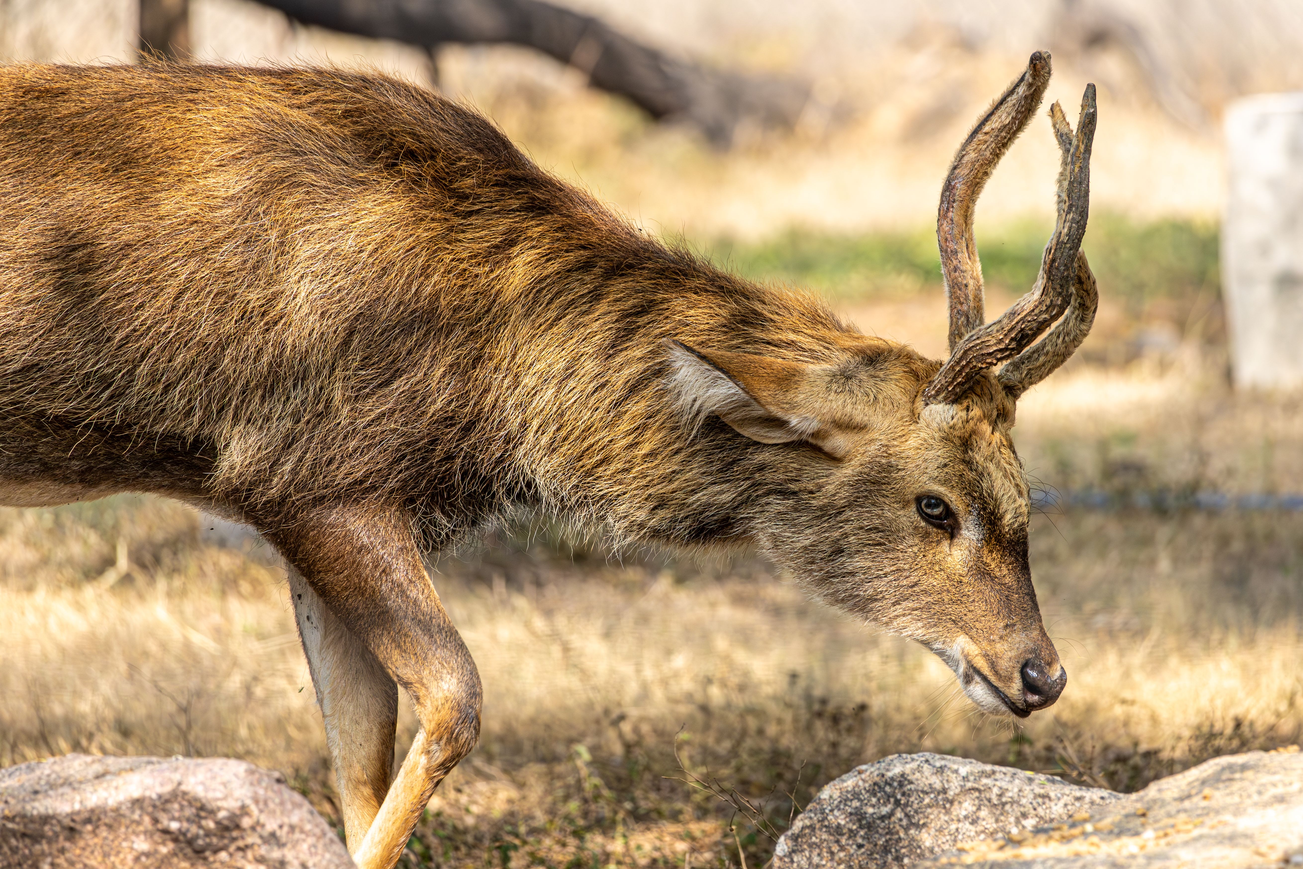 Side Profile of a Brow-Antlered Deer in Habitat · Free Stock Photo