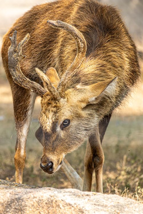 Free A majestic deer with antlers grazes in a serene natural setting. Stock Photo