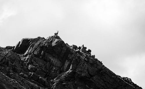 Free Black and white photo of a mountain goat on a rocky peak in the Alps, capturing wild nature. Stock Photo