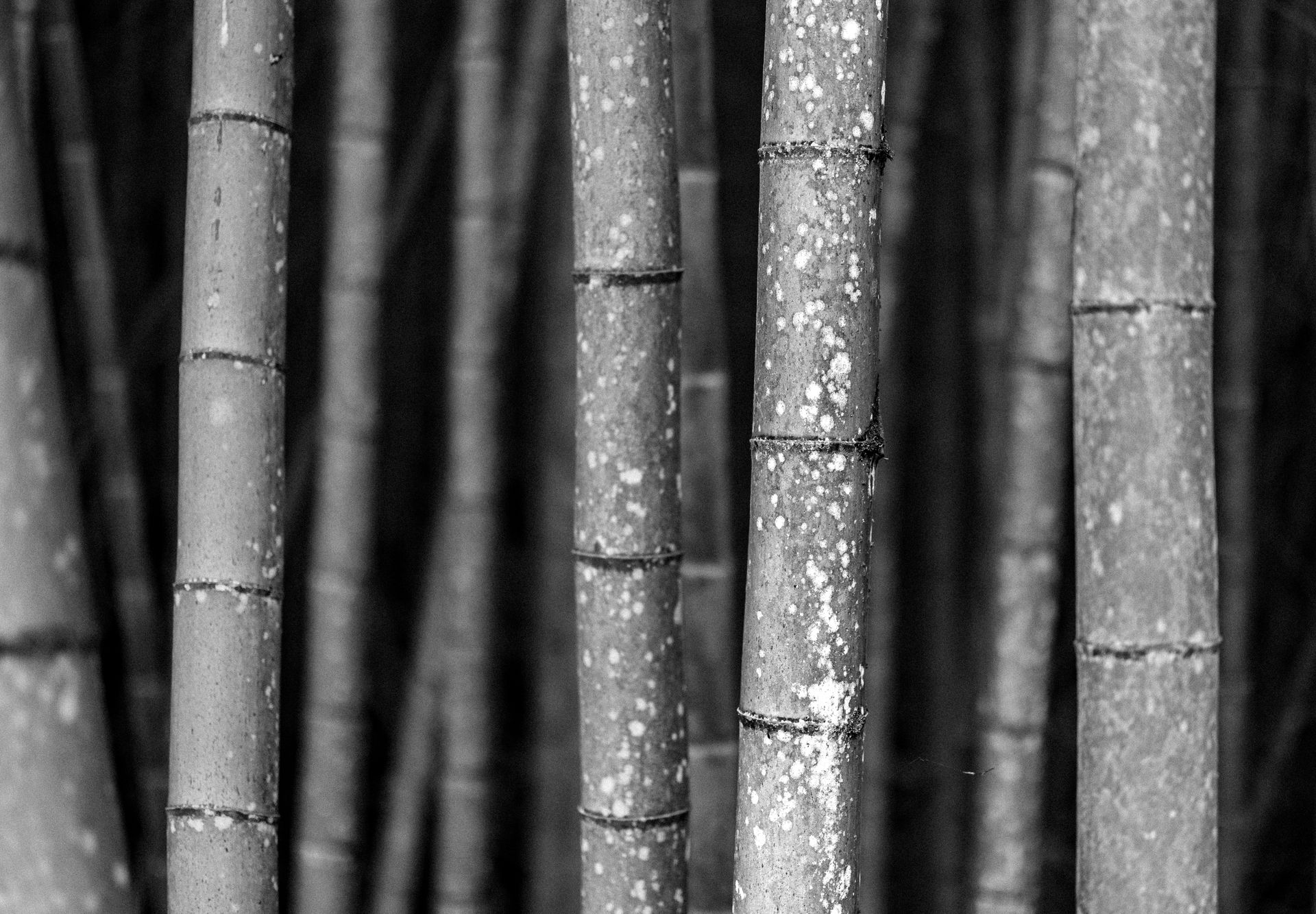 Captivating black and white image of bamboo trunks showcasing natural patterns and textures.