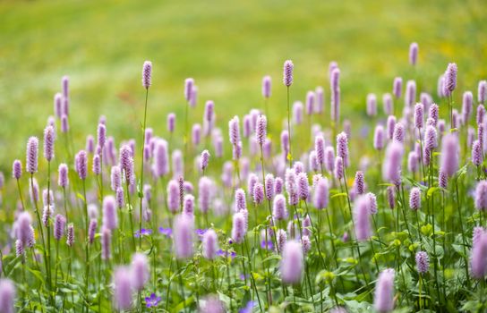 Beautiful spring meadow filled with vibrant purple wildflowers swaying gently in the breeze.