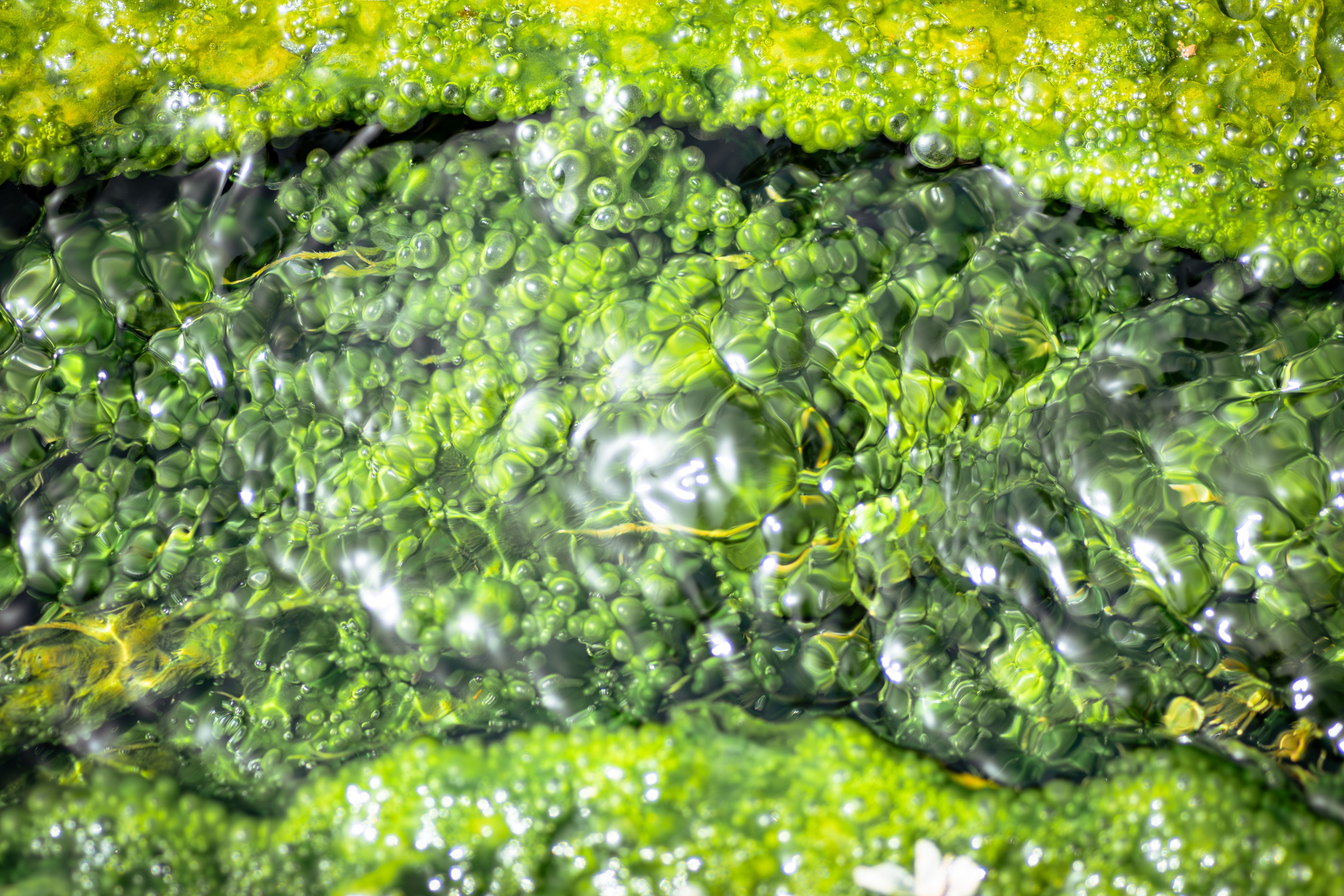 Proteína LEAFY revela como plantas evoluíram na transição água-terra