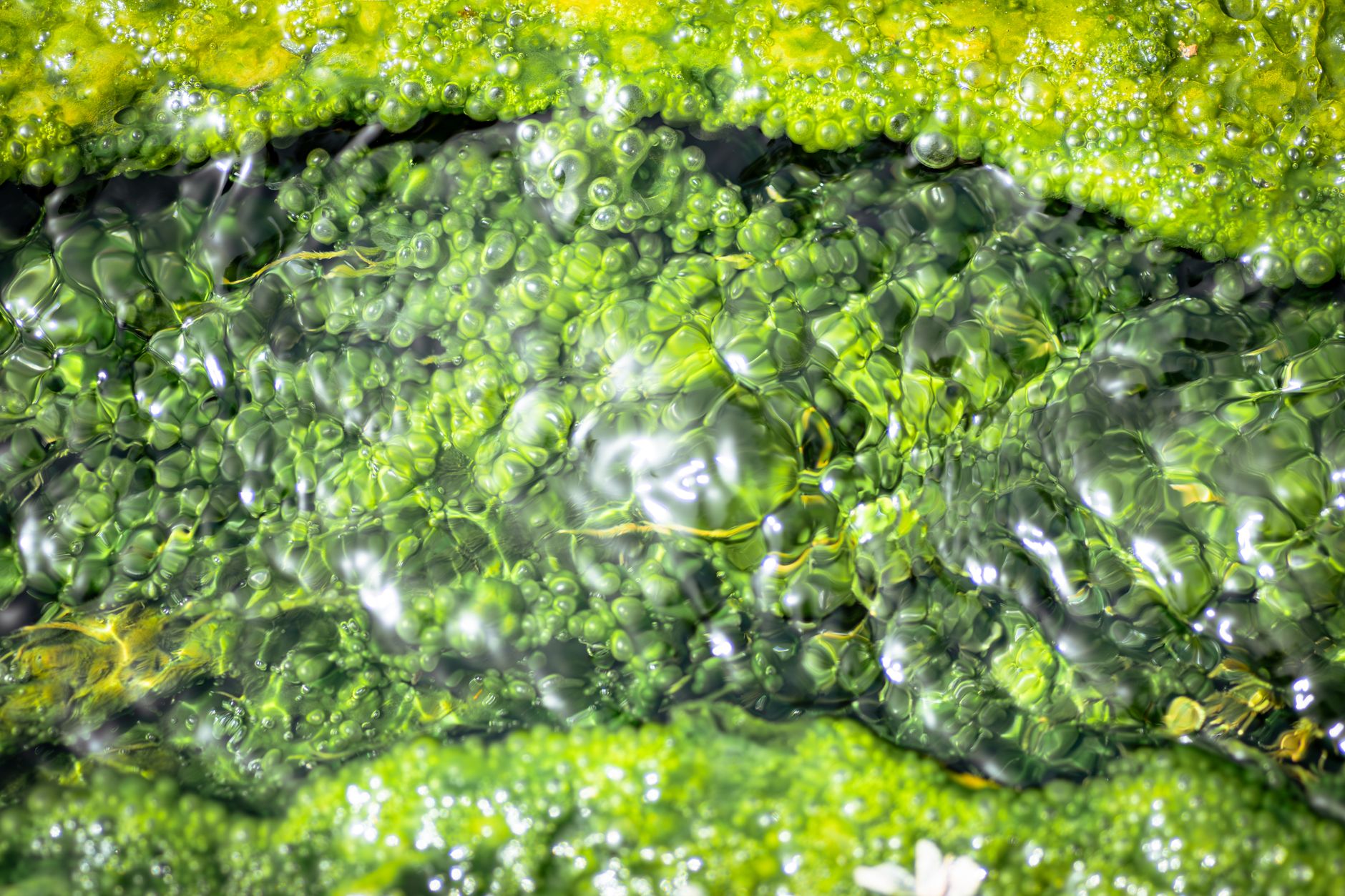 Detailed abstract view of vibrant green algae with shimmering water in Tunisia.