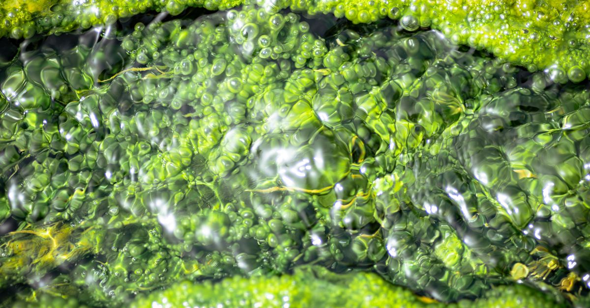 Lettuce-Linked Cyclospora Outbreak Claims Two Lives in Michigan