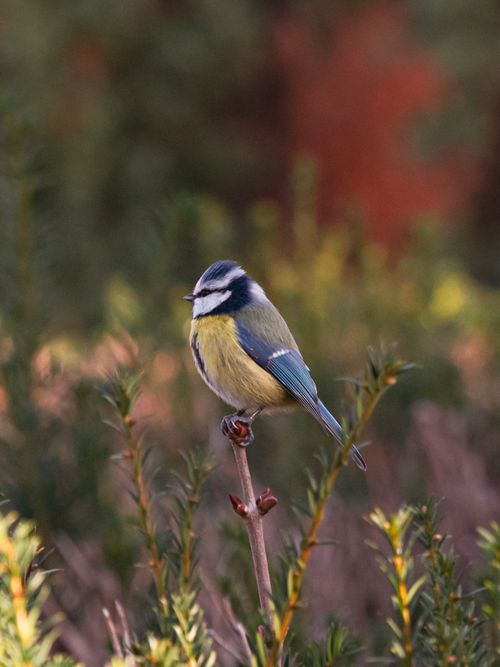 Free Captivating image of a Eurasian Blue Tit perched on a branch in a Berlin garden. Stock Photo