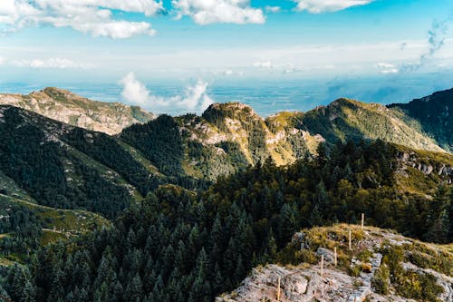 Imagine de stoc gratuită din aer, arbori, atmosferă