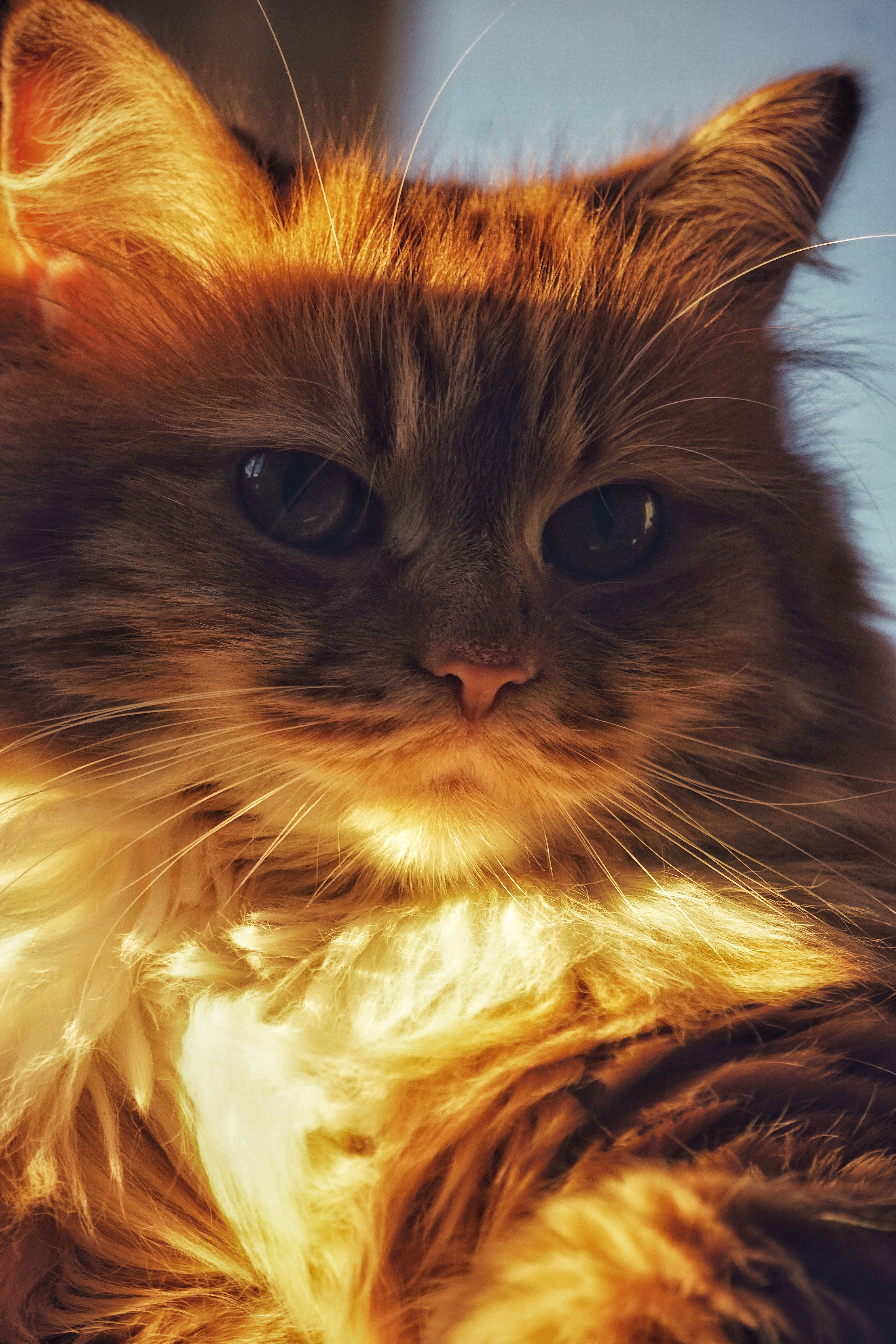 A fluffy cat basking in warm sunlight, showcasing vibrant fur textures.