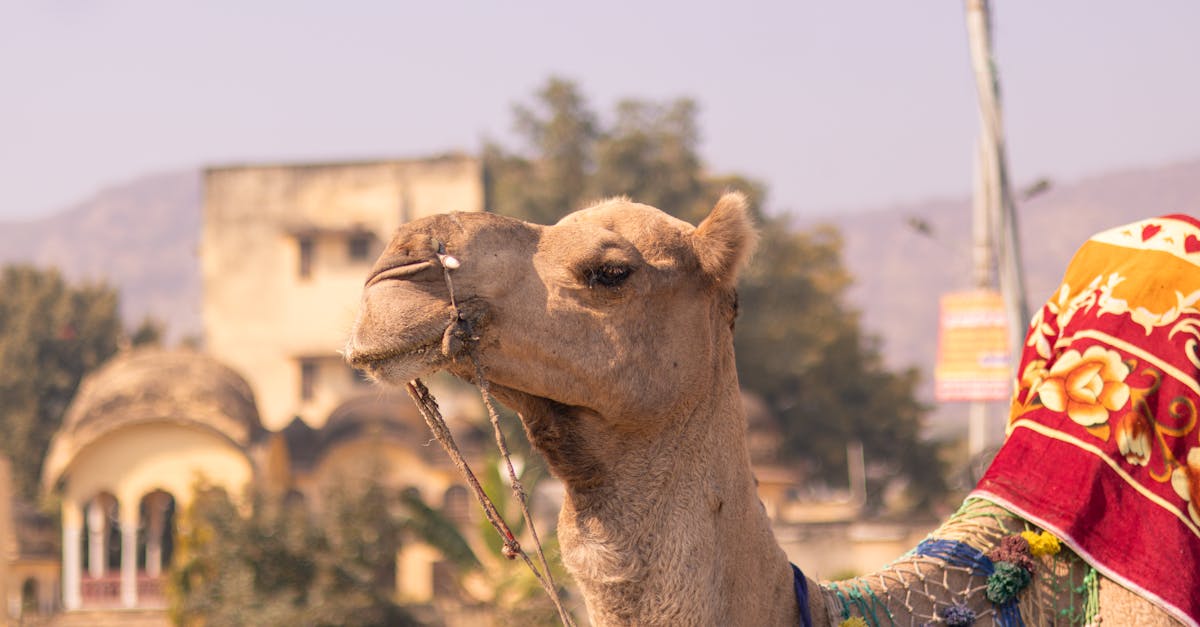 毛孩專屬樂園!台北國際寵物展本週登場