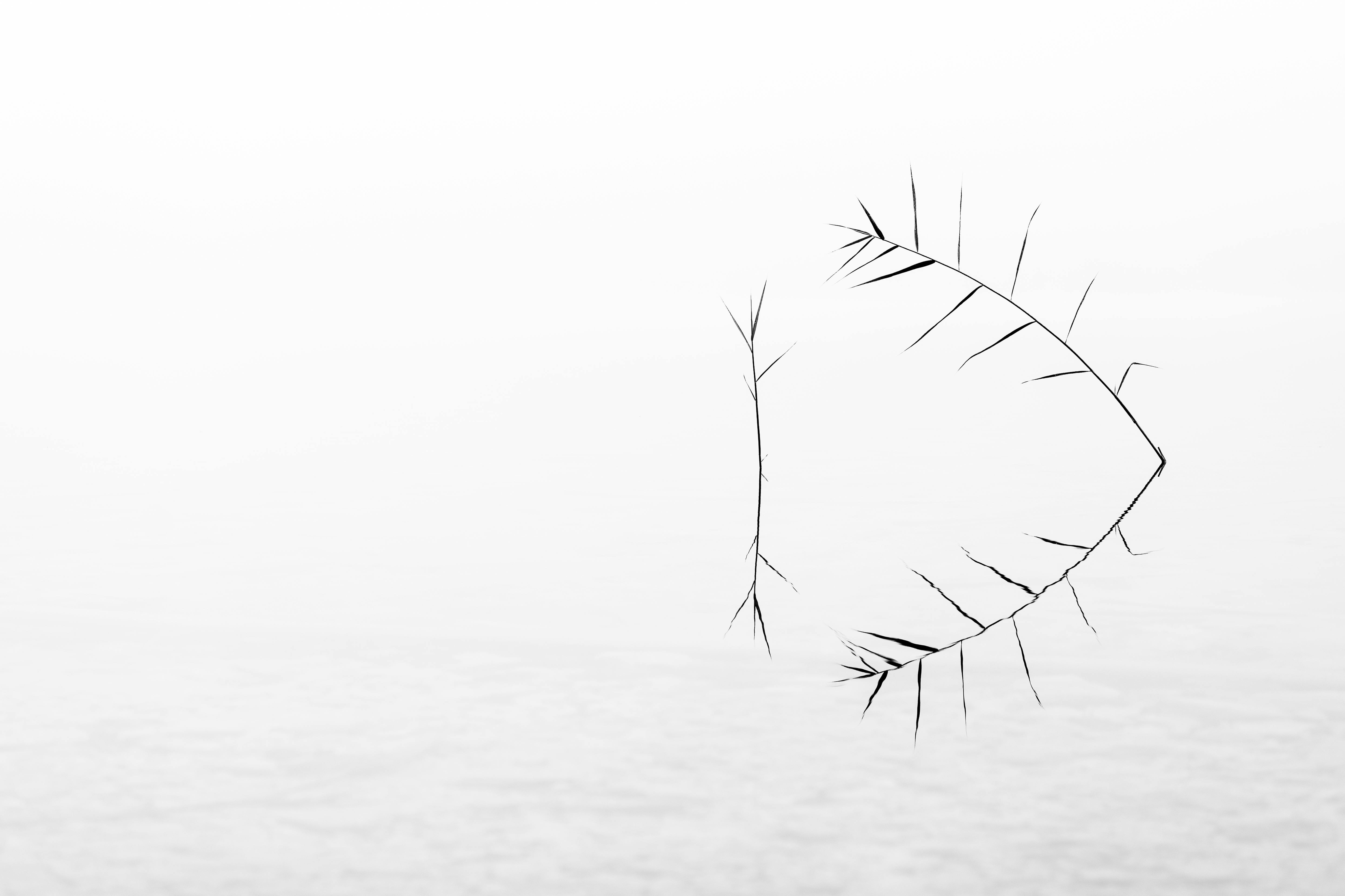 Kostnadsfria Fridfullt minimalistiskt foto av gräs som speglar sig i en dimmig sjö och fångar ett lugnt ögonblick. Stock foto