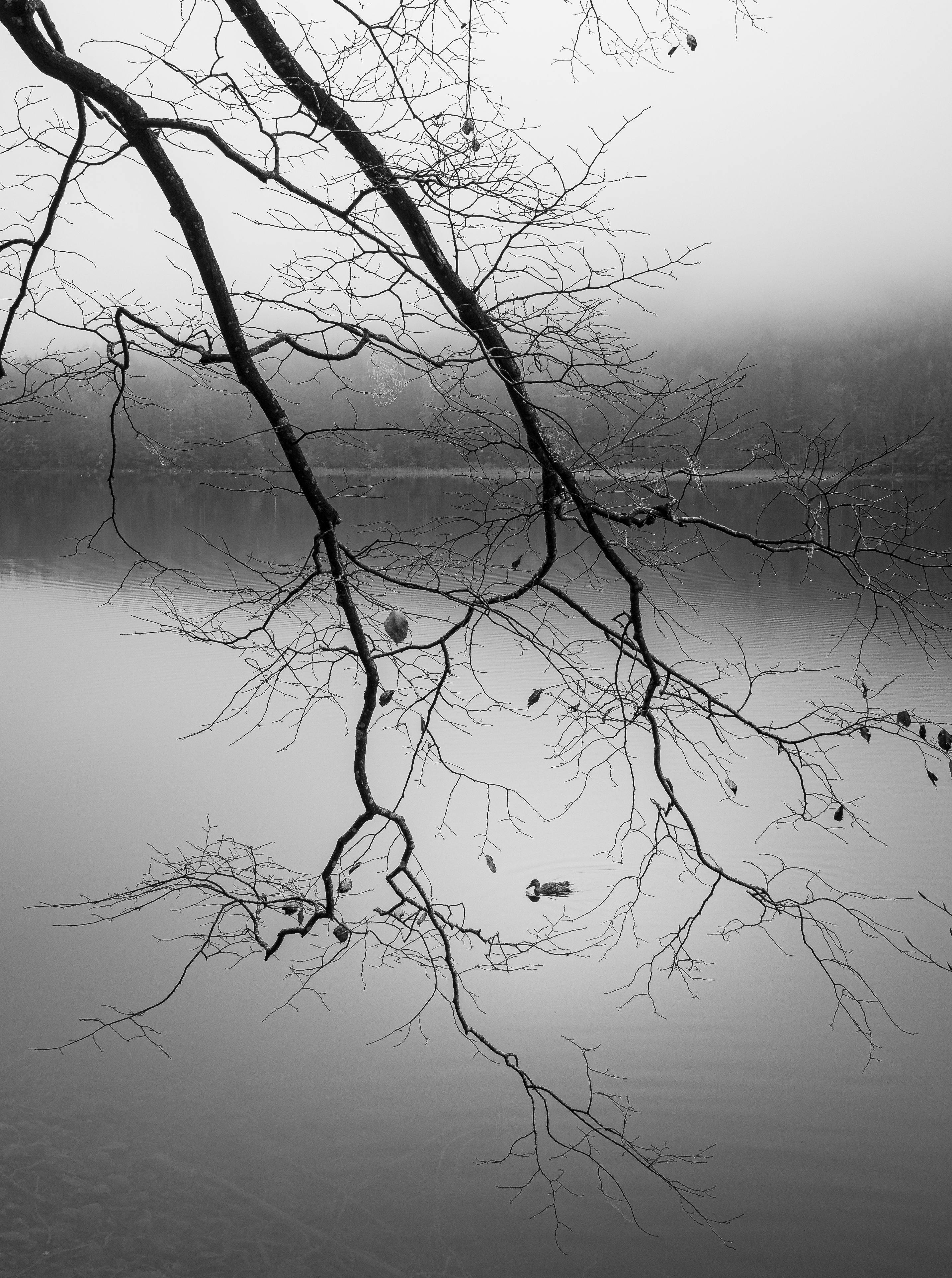 A serene black and white image of a misty lake with bare branches.
