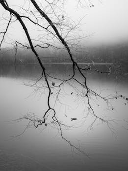 A serene black and white image of a misty lake with bare branches.