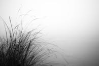 Serene Foggy Landscape with Tall Grass